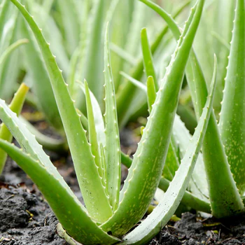 Aloe Barbadensis Miller