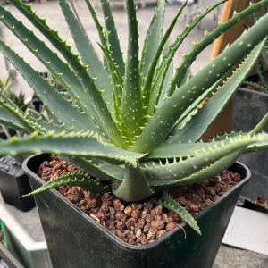 Aloe arborescens