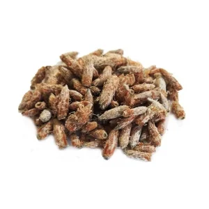 Pin sylvestre – bourgeons triés – bio