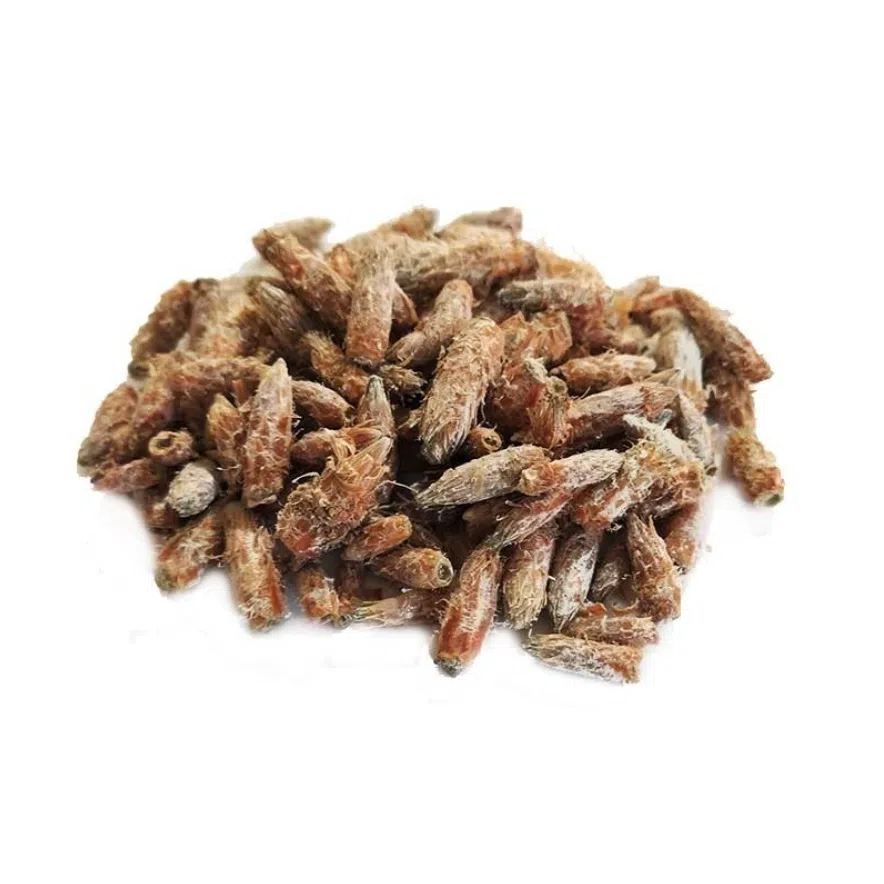 Pin sylvestre – bourgeons triés – bio