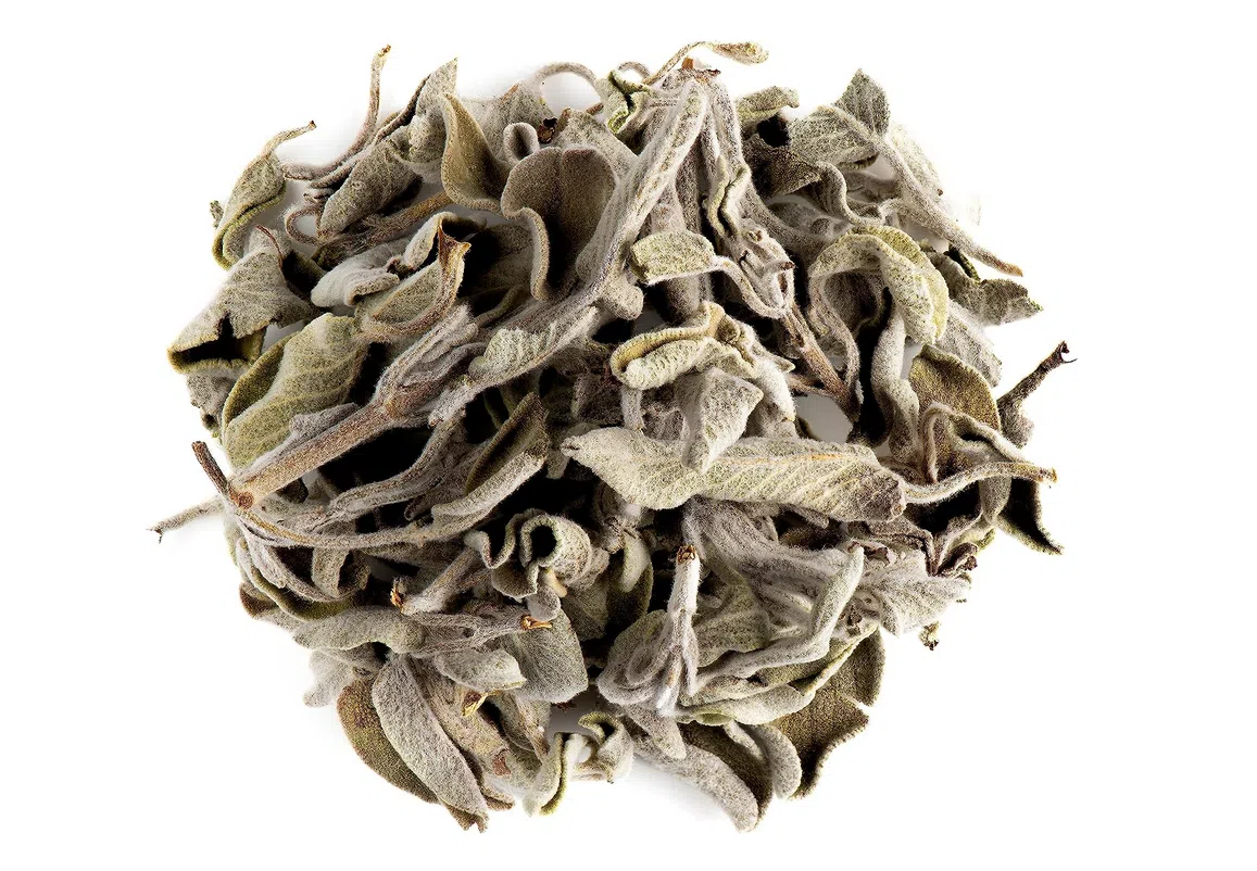 Sauge officinale – Bio